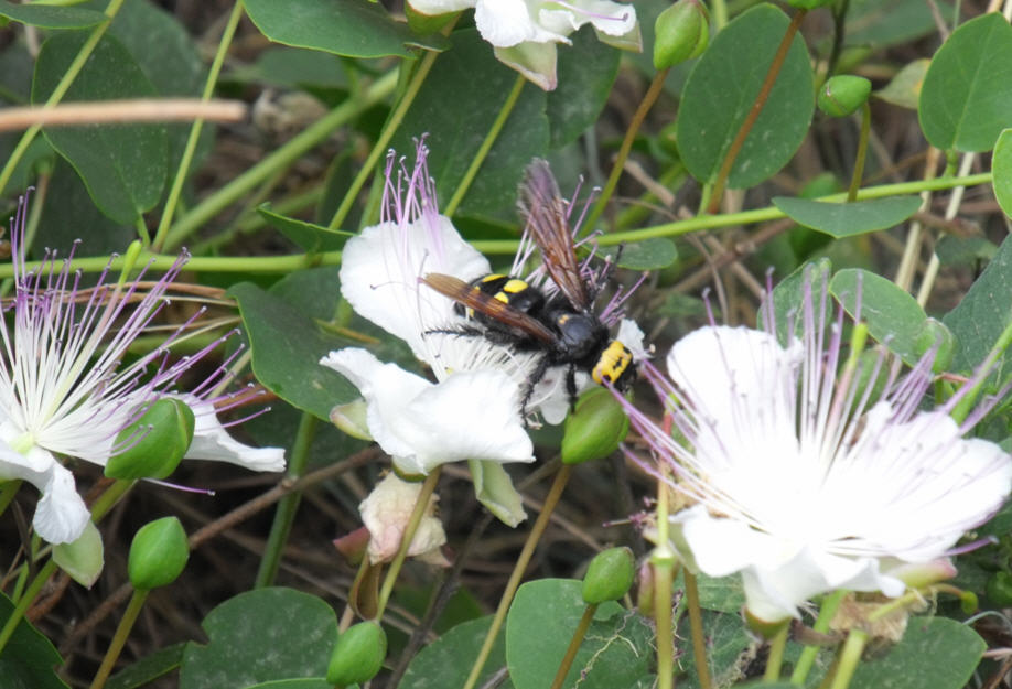 Femmina di Megascolia flavifrons